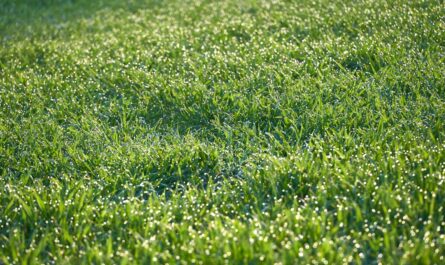 découvrez comment choisir et utiliser le meilleur engrais pour pelouse afin d'assurer une herbe dense, verte et en pleine santé toute l'année. conseils, types d'engrais et astuces d'experts pour un jardin parfait.