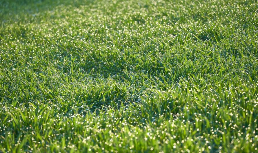 Engrais semi gazon : comment choisir le meilleur pour votre pelouse ?