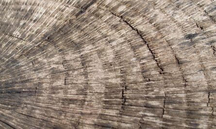 découvrez tout ce qu’il faut savoir sur la taupe : son mode de vie, son habitat, et les solutions pour la repérer ou l’éloigner efficacement de votre jardin.