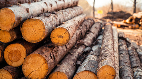 découvrez les tendances et solutions pour lutter contre l'altération du bois en 2025. protégez vos structures en bois grâce à nos conseils et dernières innovations.