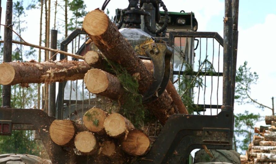 Bleu bois : comprendre, éviter et traiter l&rsquo;altération du bois en 2025