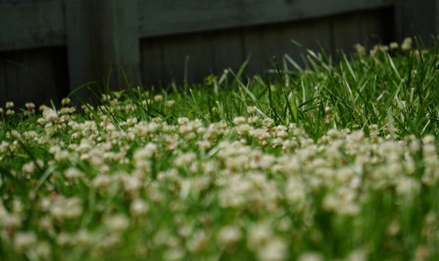 Peut-on semer du gazon tout en appliquant de l&rsquo;engrais ?